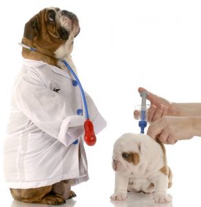 Vaccino cane Lesmo