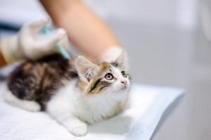 Vaccino gatto Vimercate